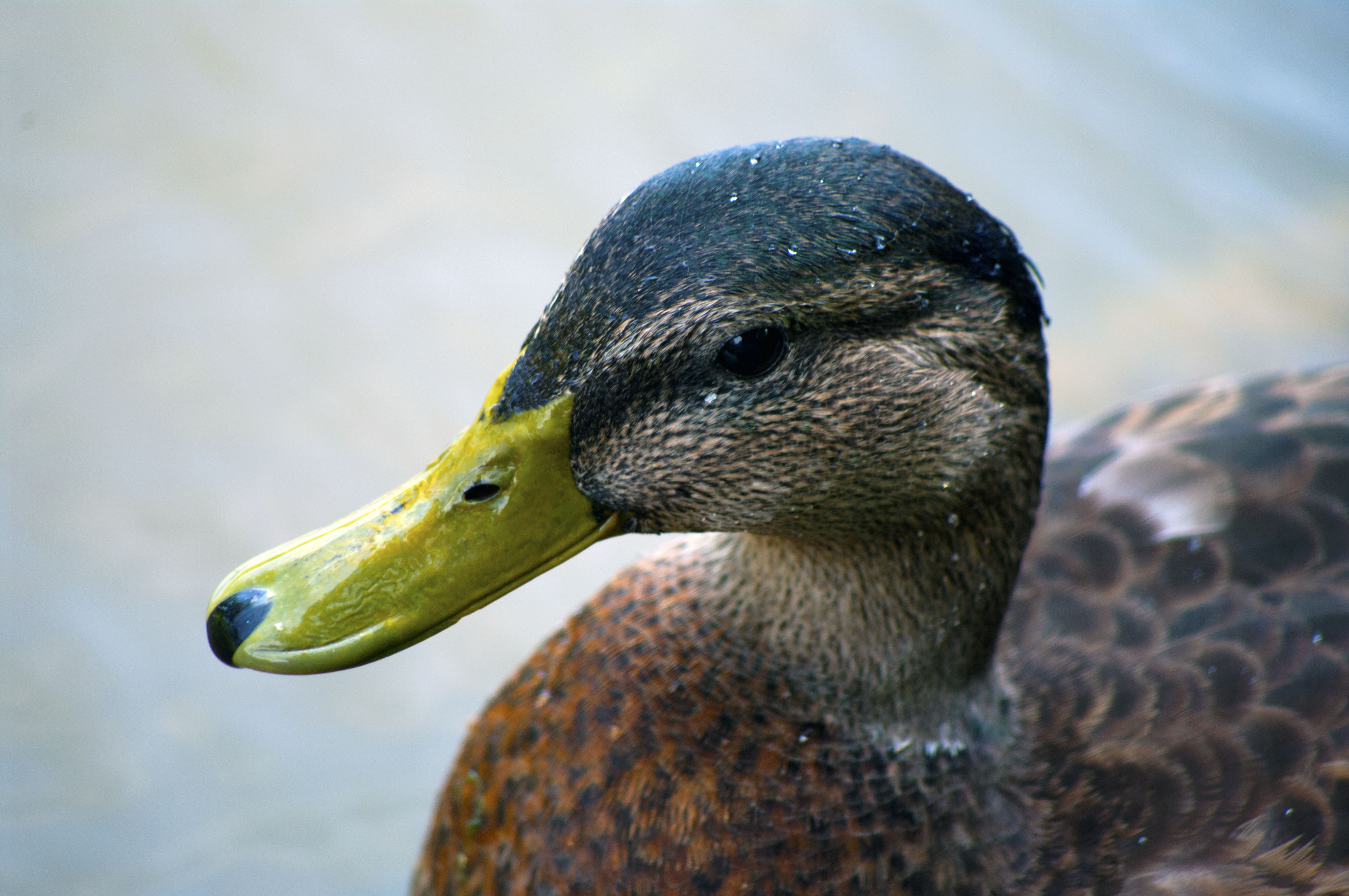 ELI5: How do ducks eat? : r/explainlikeimfive